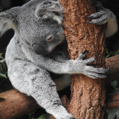 Kaola on the tree