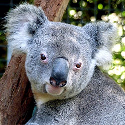 Koala D