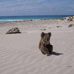 Koala G