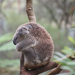 Koala H