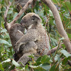 Koala I